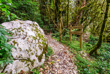 Scenic trail in a dense forest, the yew-and-boxwood tree grove, the national Park in Sochi is a popular Hiking route, Khosta, Russia.