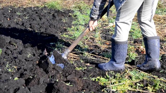 man with a shovel digs his garden