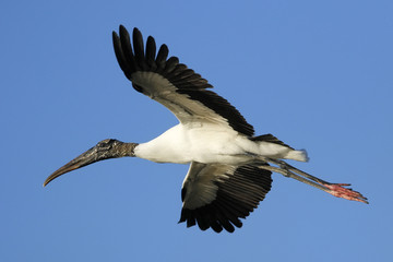 Obraz premium Wood stork flying in blue sky