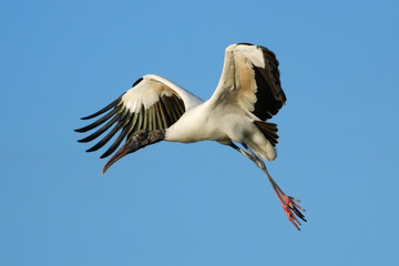 Wood stork flying in blue sky