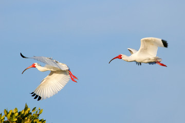 Obraz premium White Ibises in flight