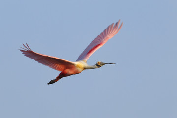 Roseate Spoonbill flying in blue sky