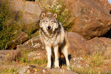 Gray wolf (Canis lupus)