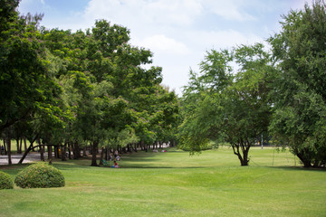 beautiful park with green grass field and green fresh tree plant