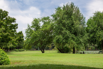 beautiful park with green grass field and green fresh tree plant