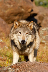 Gray wolf (Canis lupus)
