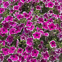 Petunien - Petunia