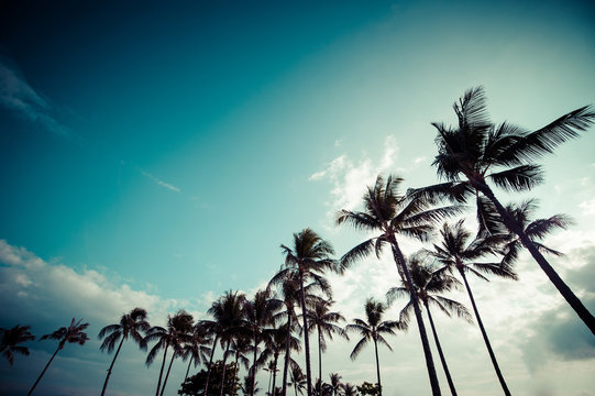 ヤシの木と青空,ハワイ,
