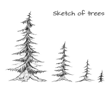 Pencil sketch of trees of different sizes