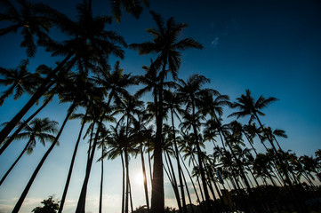 ヤシの木と夕焼けの空,ハワイ,