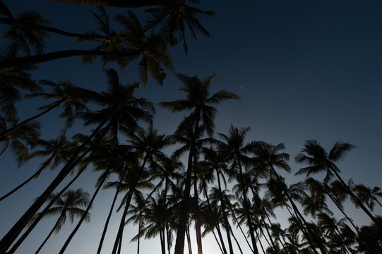 ヤシの木と夕焼けの空,ハワイ,