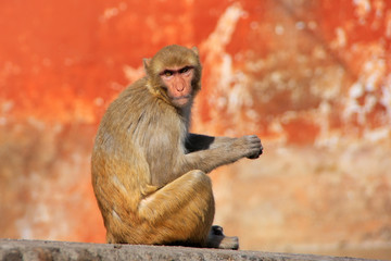 Rhesus macaque sitting on a wall in Jaipur, Rajasthan, India