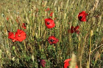 campo di papaveri