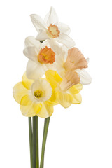 Naklejka na ściany i meble daffodil
