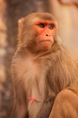 Rhesus macaque sitting near Galta Temple in Jaipur, Rajasthan, I