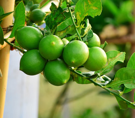 Green lemon hanging on tree
