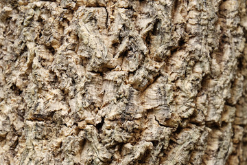 wood texture of Millingtonia hortensis stalk tree (center of fra