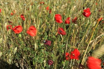 Obraz premium pole maków