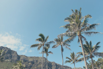 Fototapeta na wymiar ヤシの木と青空,ハワイ,