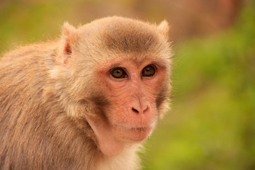 Obraz premium Portrait of Rhesus macaque (Macaca mulatta)