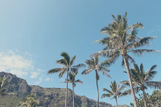 ヤシの木と青空,ハワイ, © beeboys