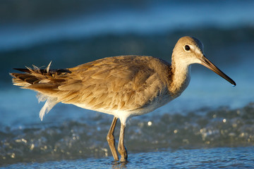 Willet (Tringa semipalmata)