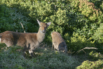 Yakushika, Yaku deer
