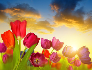 Obrazy na Szkle  Kolorowe kwiaty tulipanów o zachodzie słońca. Wiosna.