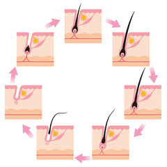 毛　毛周期　ヘアサイクル