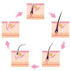毛　毛周期　ヘアサイクル