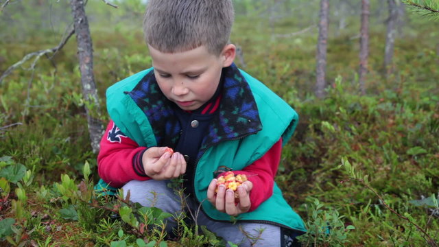 Caucasian boy eating fresh cloudberries on the bod with full handful of berries
