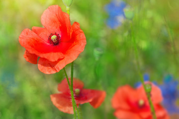 Fototapeta premium Buds of red poppies on a field
