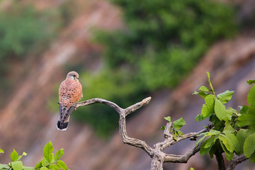Common Kestrel sitting on a tree.