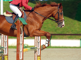 Dressage sport horse jumping obstacle