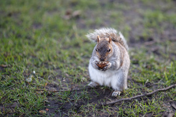 Beautiful gray squirrel in Hyde Park eats walnut