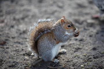 Beautiful gray squirrel in Hyde Park eats walnut