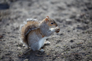 Beautiful gray squirrel in Hyde Park eats walnut
