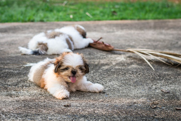 Shih Tzu puppies