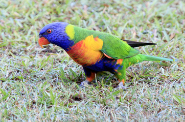 Rainbow Lorikeet