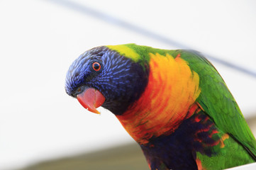 Rainbow Lorikeet