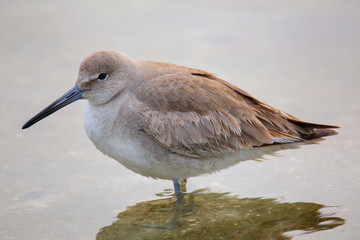 Willet (Tringa semipalmata)