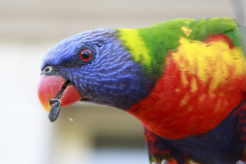 Rainbow Lorikeet