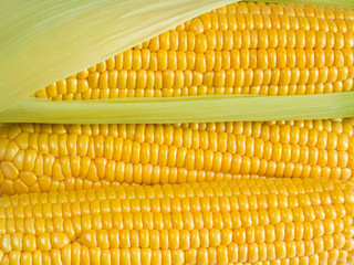 Gold Corn Background