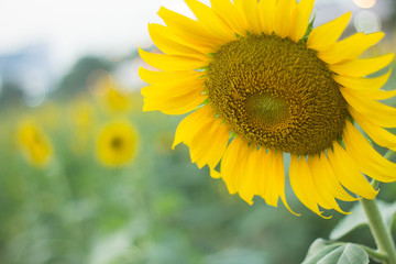 Fototapeta premium sunflowers