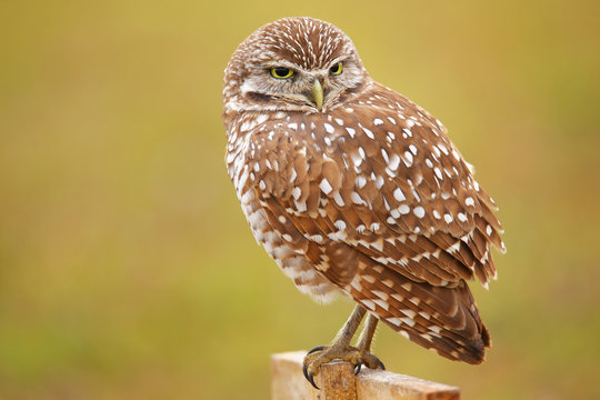 Burrowing Owl sitting on a pole