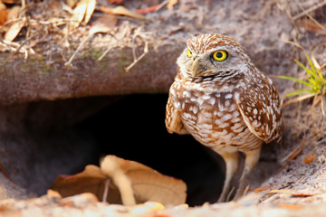 Naklejka premium Burrowing Owl standing on the ground