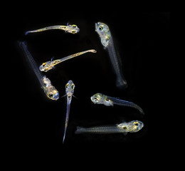 Hatched larval of marine fish