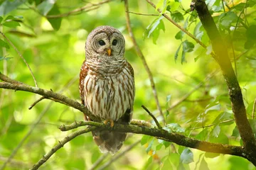 No drill roller blinds Owl Barred owl (Strix varia) sitting on a tree