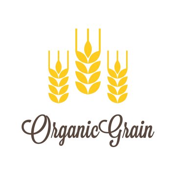 Vector wheat icon with organic grain calligraphic alphabet