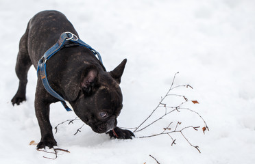 French Bulldog dog breed